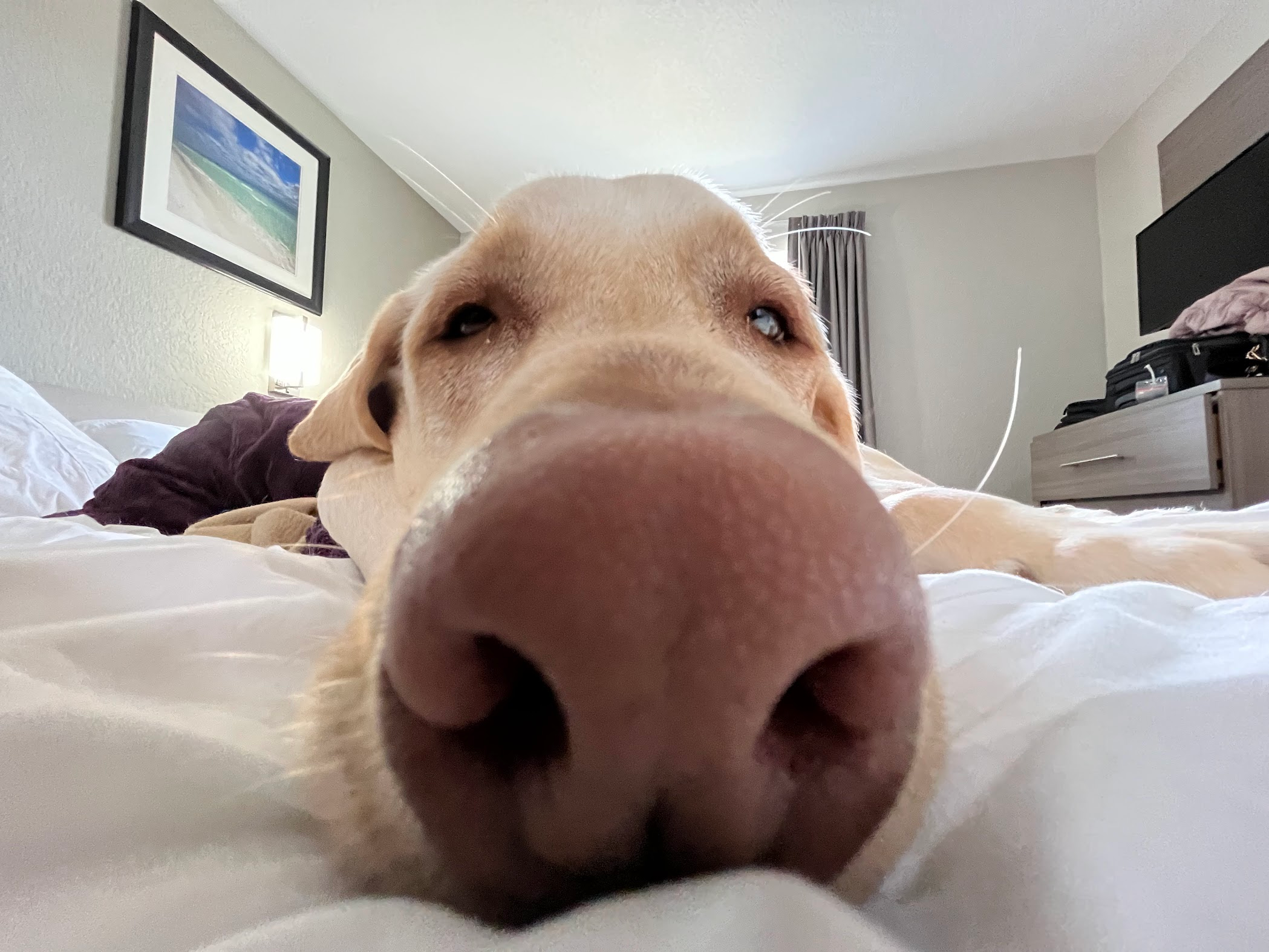 An extreme close-up of Lablab’s nose while he lies on a bed