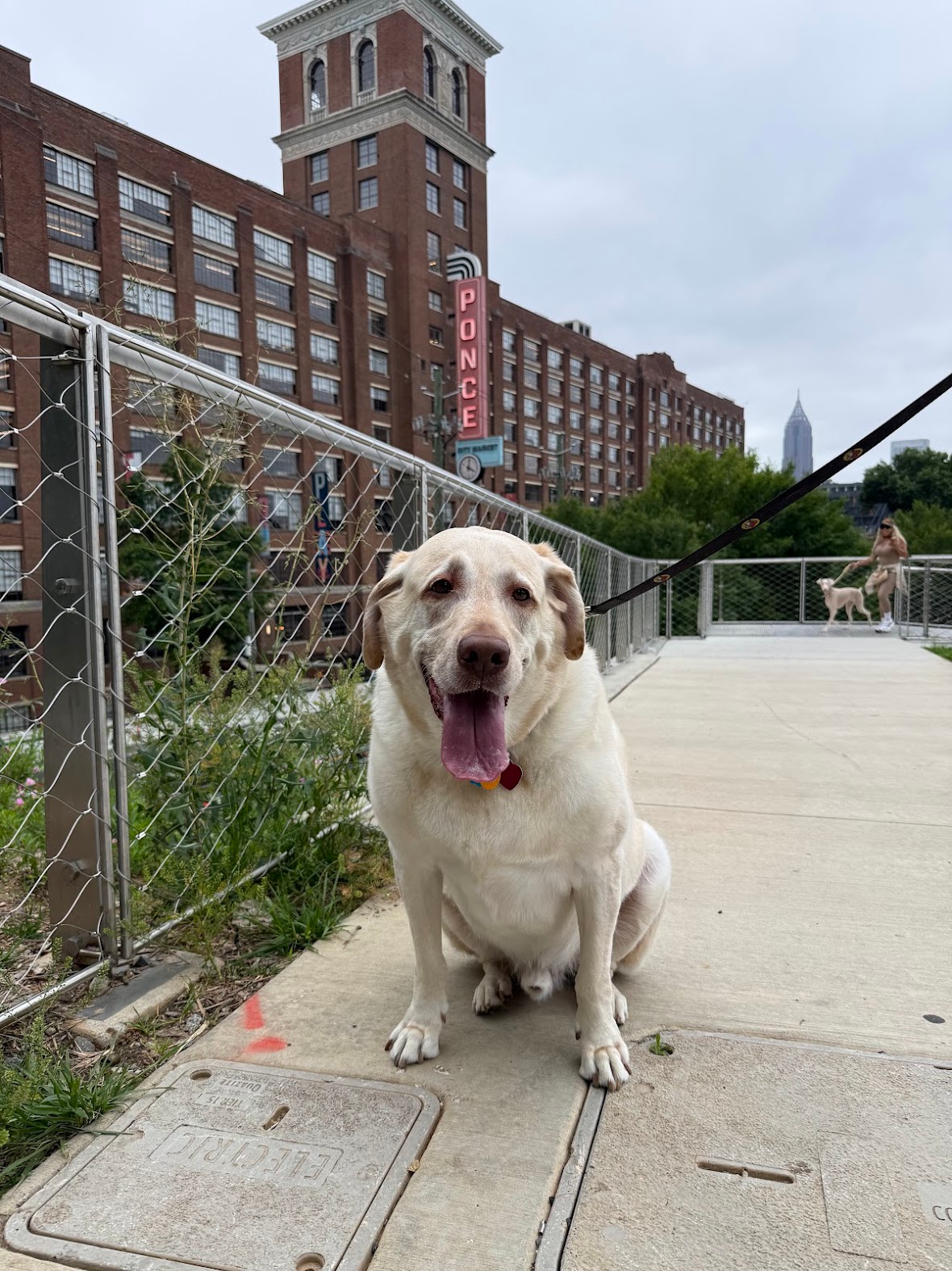 Lablab sitting on a city walkway on a leash, tongue out