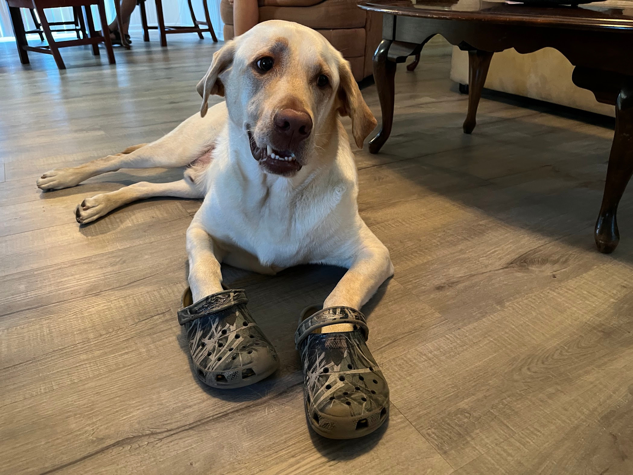 Lablab lying on the floor with his front paws in a pair of camo Crocs
