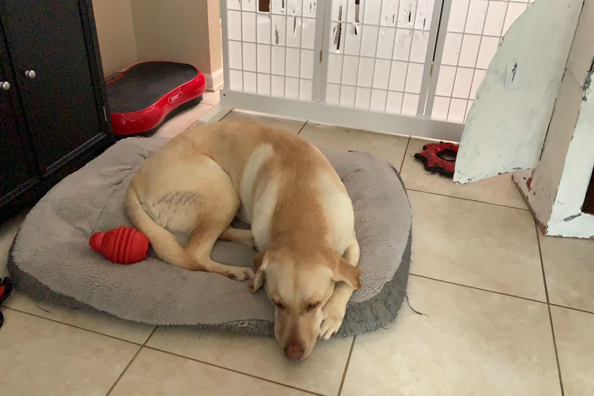 Lablab curled up asleep on a grey dog bed next to a red toy