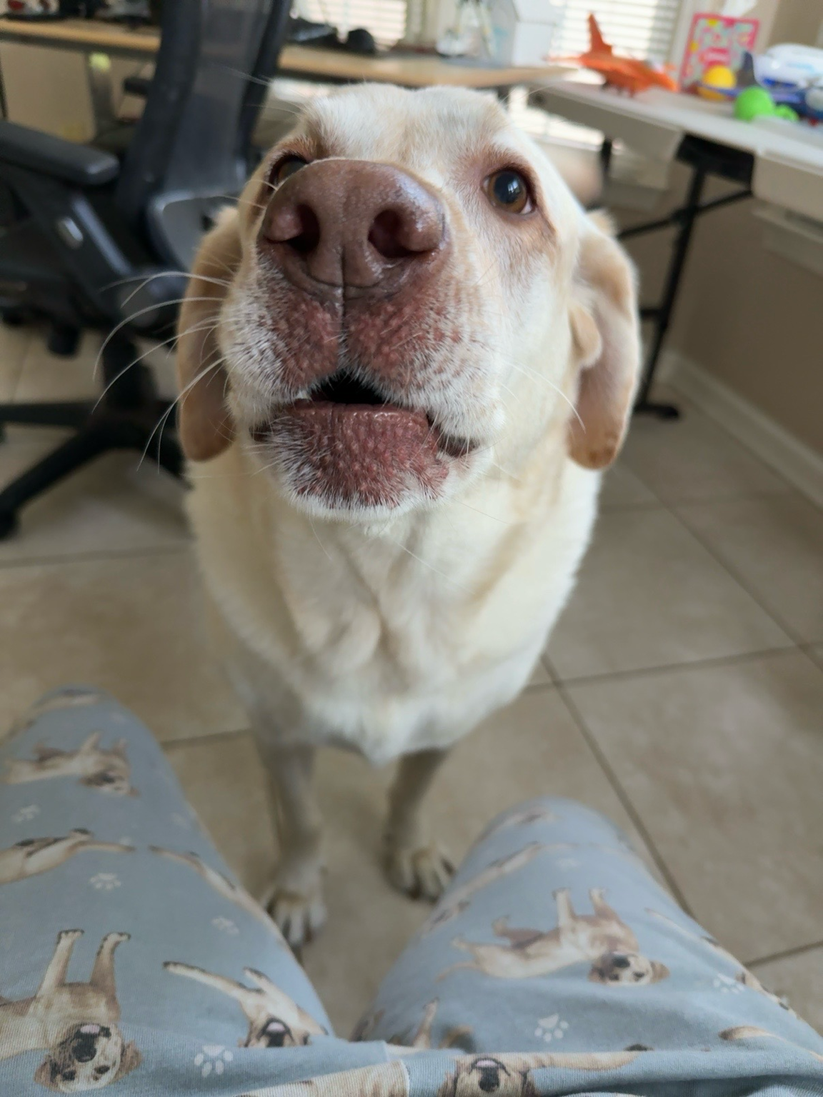 Lablab looking up with his nose close to the camera
