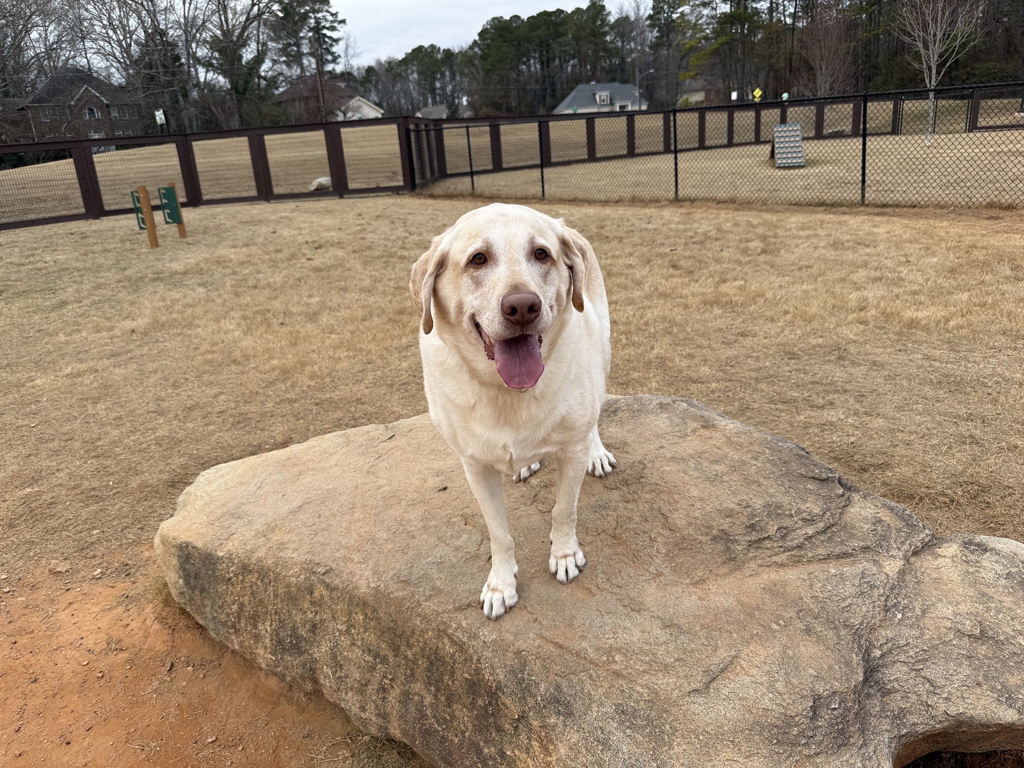 Lablab standing proudly on a big rock at a dog park