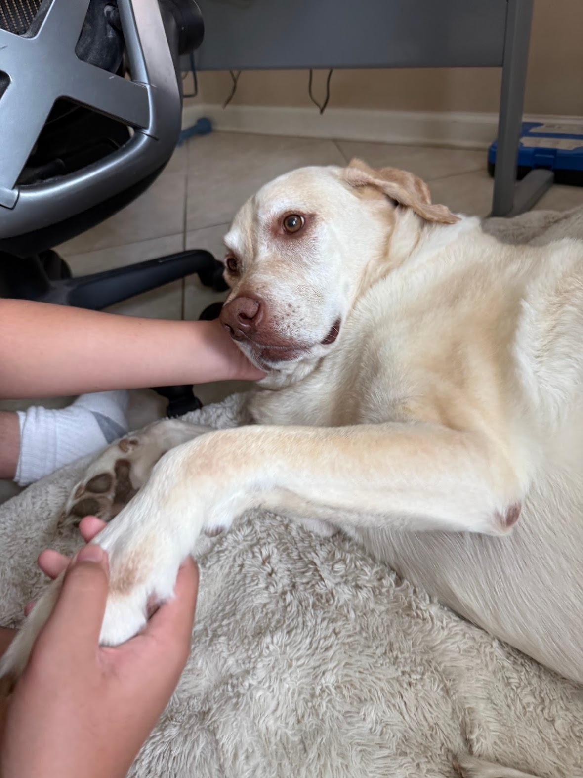 Lablab resting on a fluffy blanket while someone holds his paw