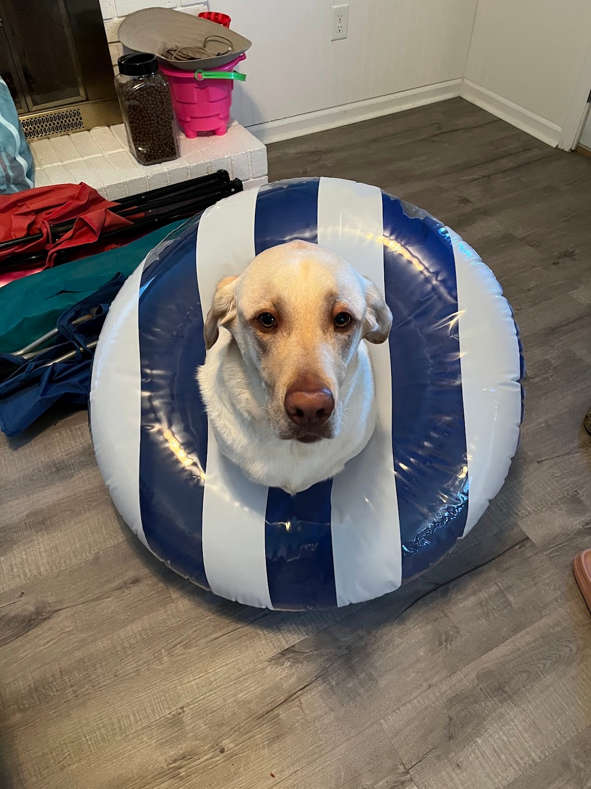 Lablab sitting inside a blue and white striped pool float