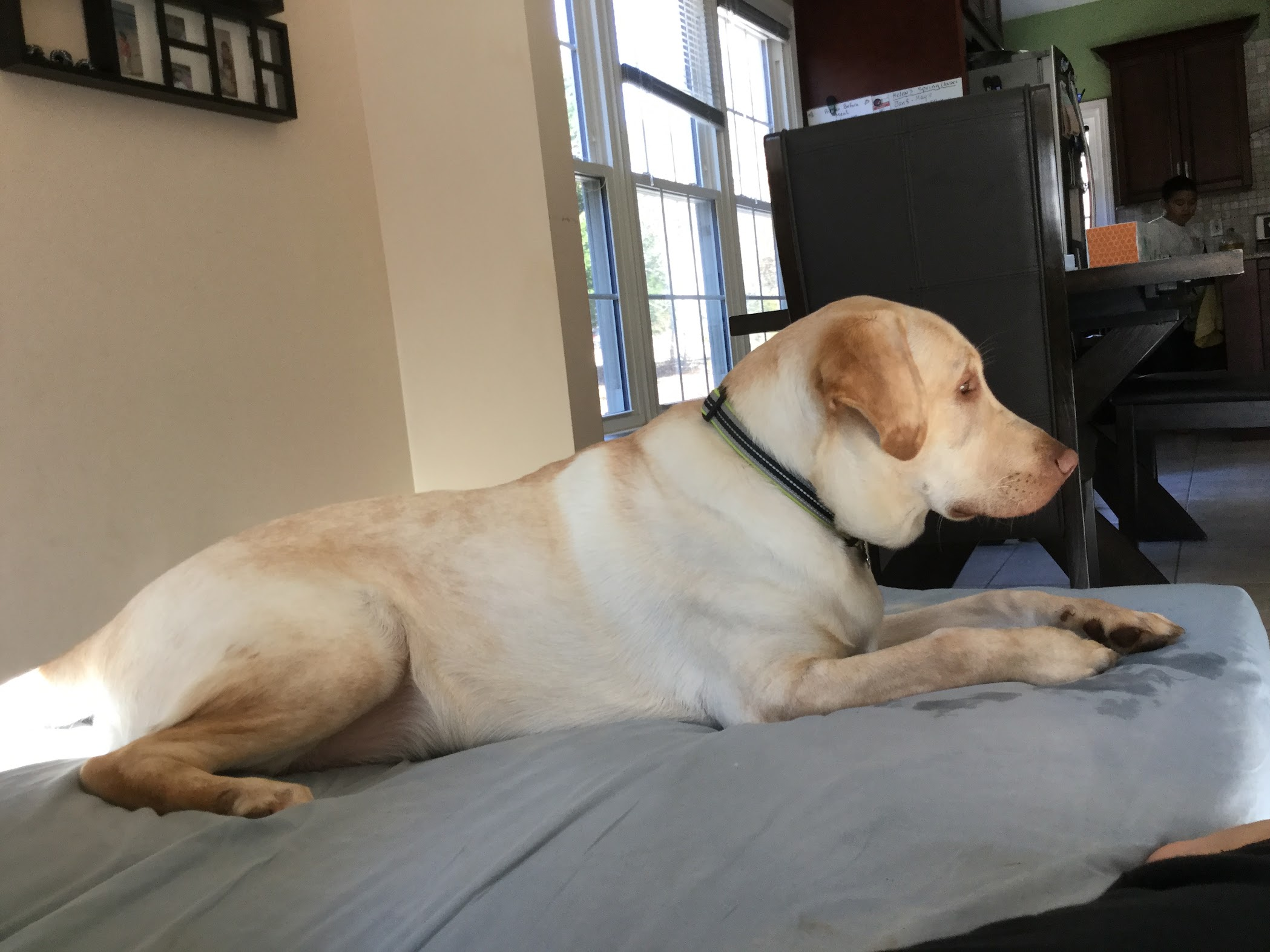 Lablab lying on a cushion in profile, wearing his collar