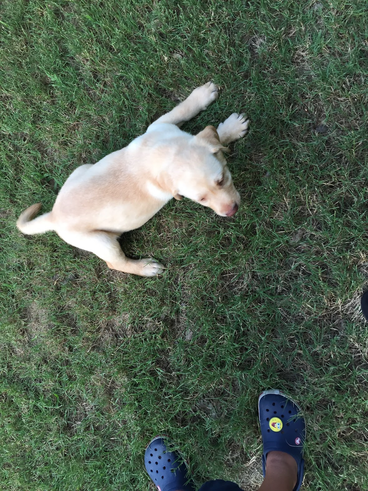Puppy Lablab lying in the grass, seen from above