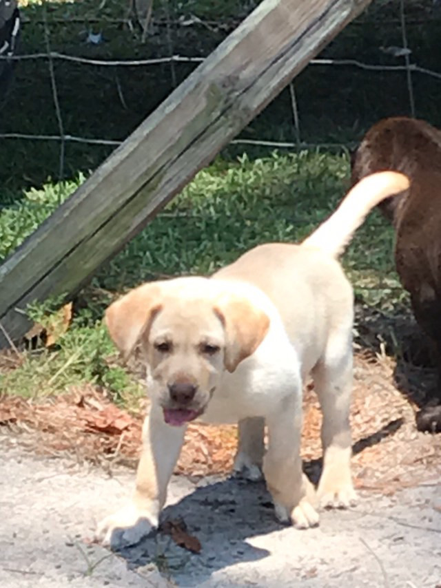 Puppy Lablab trotting toward the camera with his tail up