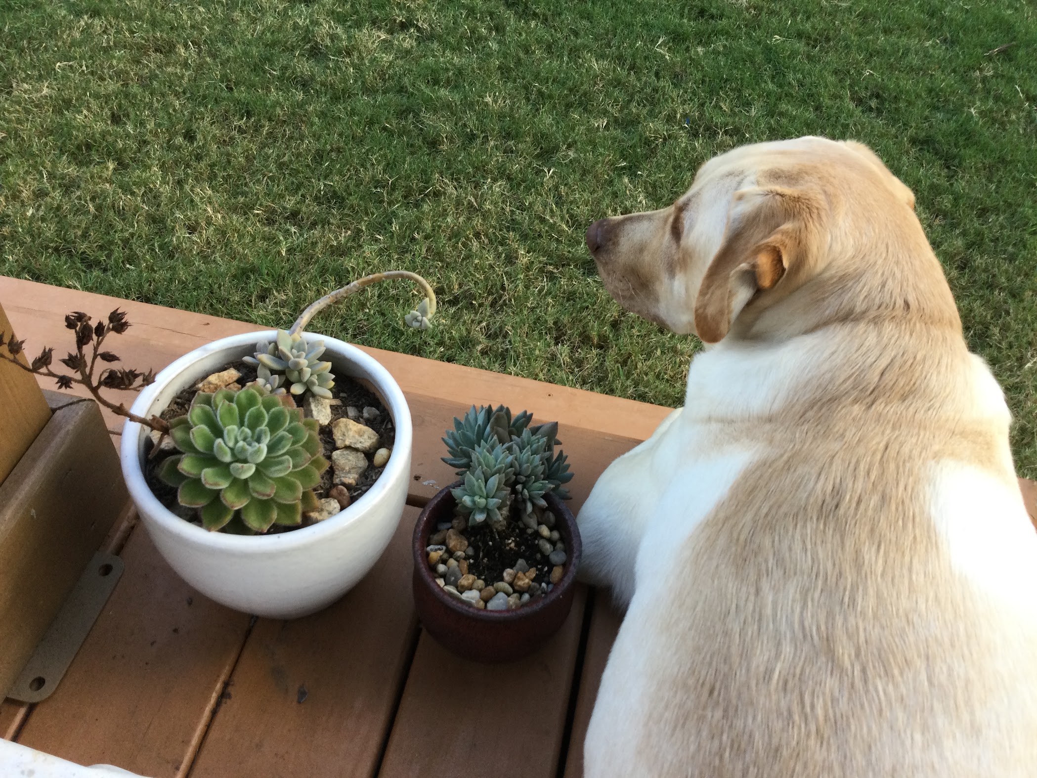 Lablab gazing out at the lawn beside potted succulents