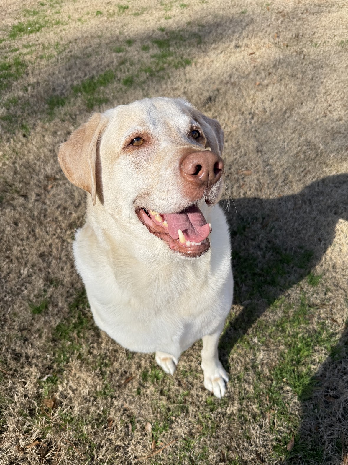 Lablab sitting on the grass in the sun, smiling up at the camera