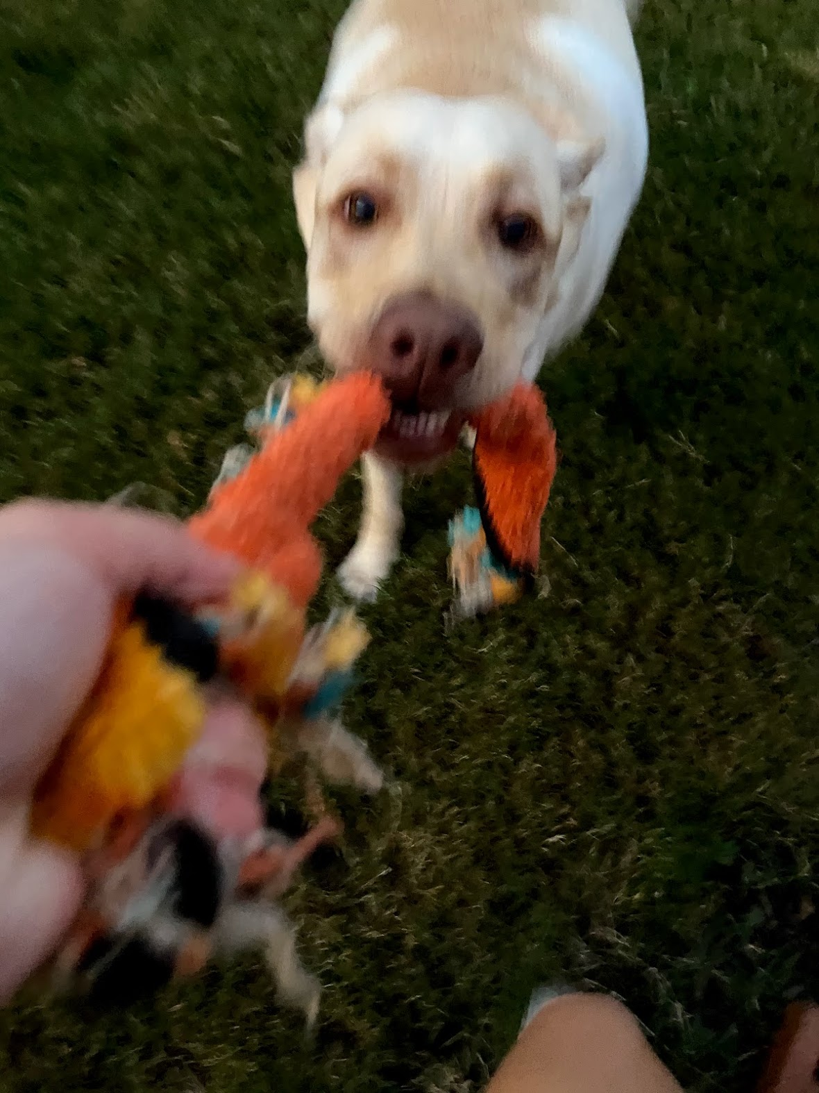 Lablab mid tug-of-war with an orange rope toy
