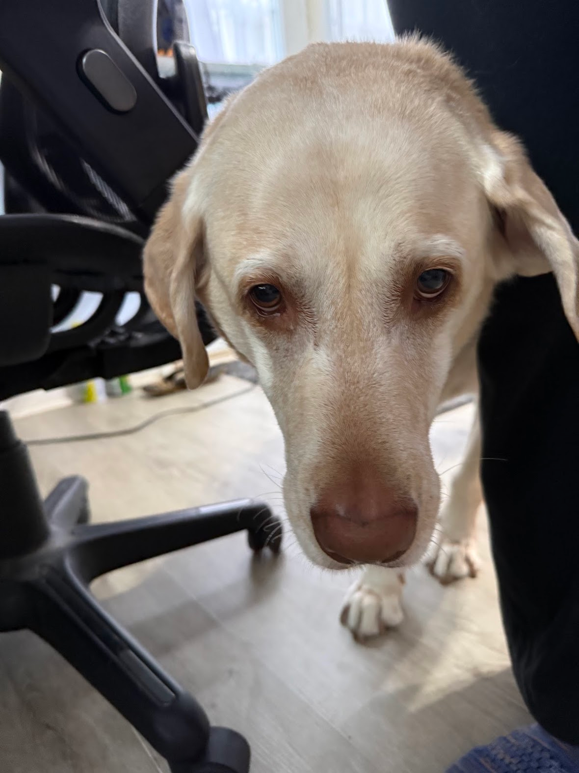 Lablab peeking up from under a desk with soft eyes